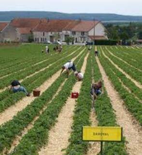 L'agriculture recrute des saisonniers