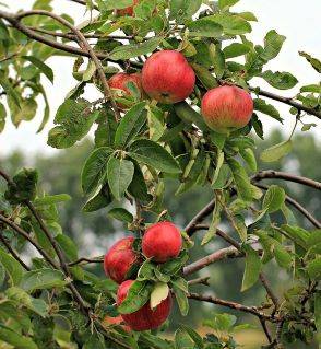 Cueillette des pommes : des centaines d'emplois à pourvoir en Nouvelle-Aquitaine