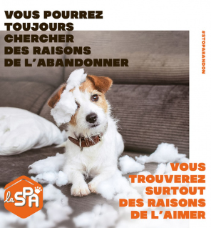 N'abandonnez pas votre animal de compagnie : des solutions existent !