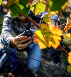 Vendanges 2023 : les recrutements démarrent