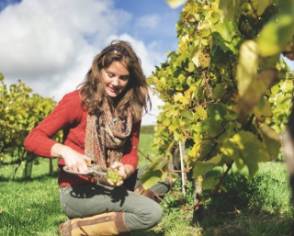 Vendanges 2025 : les recrutements ont démarré