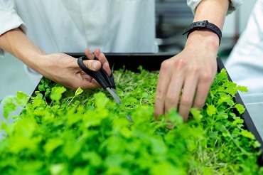 Diplôme d’ingénieur de l’Institut supérieur d’agriculture Hauts-de-France