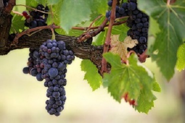 Les métiers de la vigne et du vin