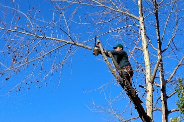 Certificat de spécialisation arboriste élagueur