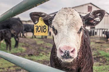 BTSA analyse, conduite et stratégie de l'entreprise agricole (ACSEA)