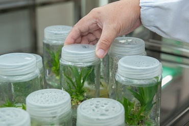 Diplôme d’ingénieur en génie biologique, filière innovation aliments et agro-ressources