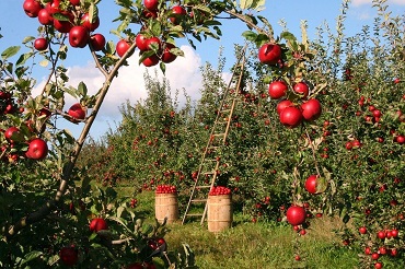 CAP agricole métiers de l'agriculture spécialité production végétale : arboriculture, horticulture