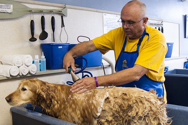 Certificat technique des métiers toiletteur canin, félin et NAC