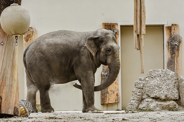 Formation soigneur animalier