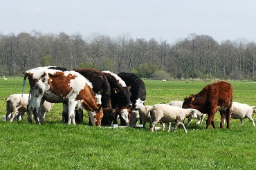 CAP agricole métiers de l'agriculture spécialité production animale