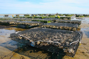 BTSA aquaculture