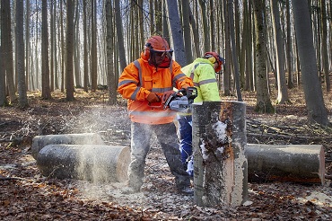 CAP agricole travaux forestiers