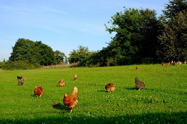 Brevet professionnel agricole travaux de la production animale