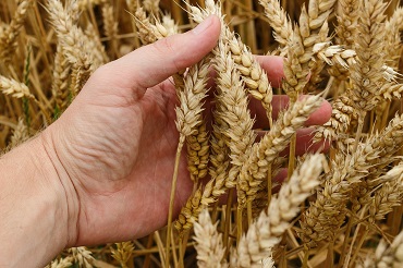 Diplôme d'ingénieur en agronomie et agro-industries