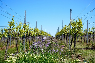 Brevet professionnel agricole travaux de la vigne et du vin