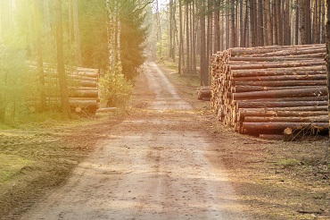 Brevet professionnel responsable de chantiers forestiers